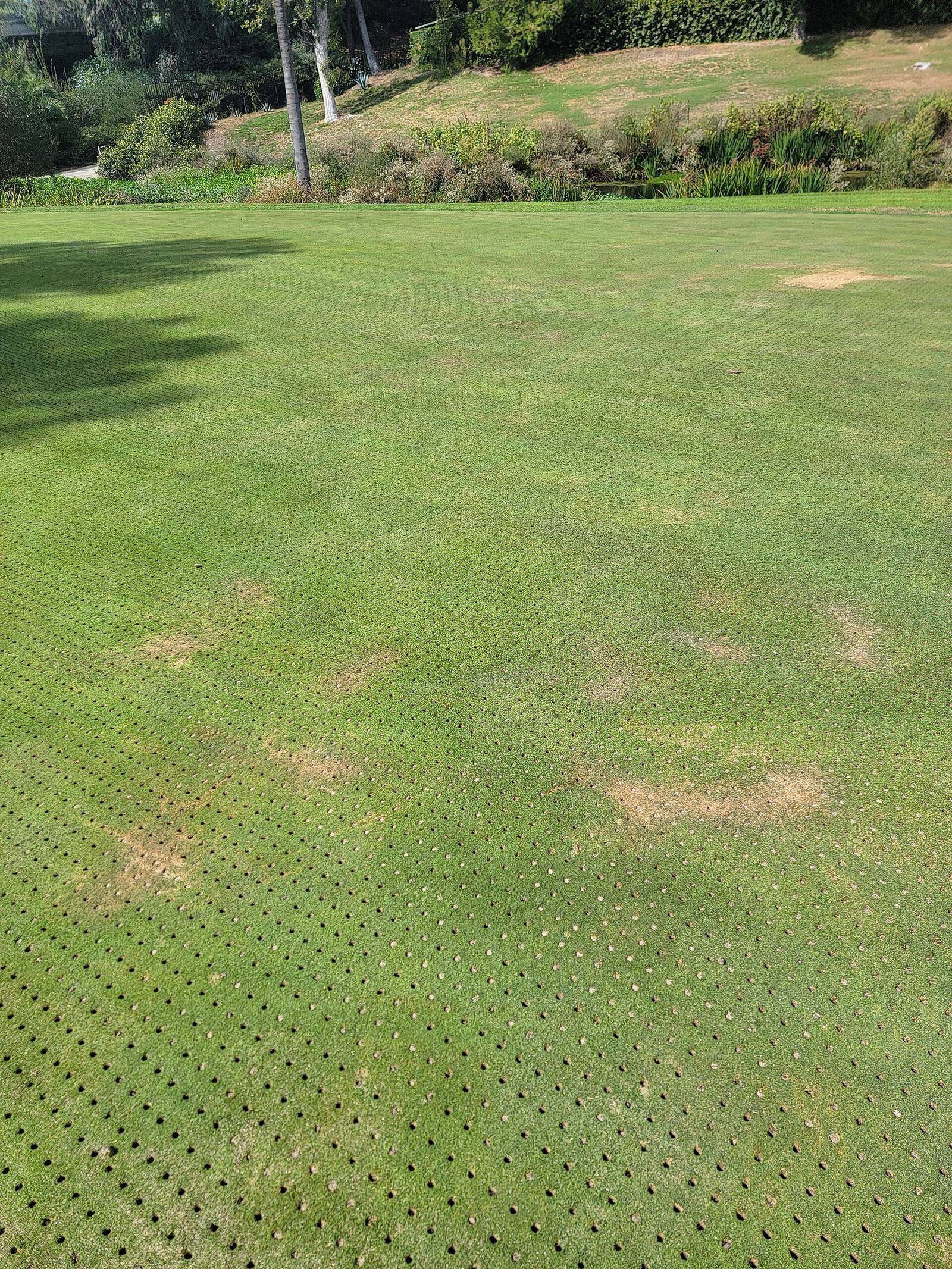 Golf Course Grass: Every Type, Where It Grows and How It Plays
