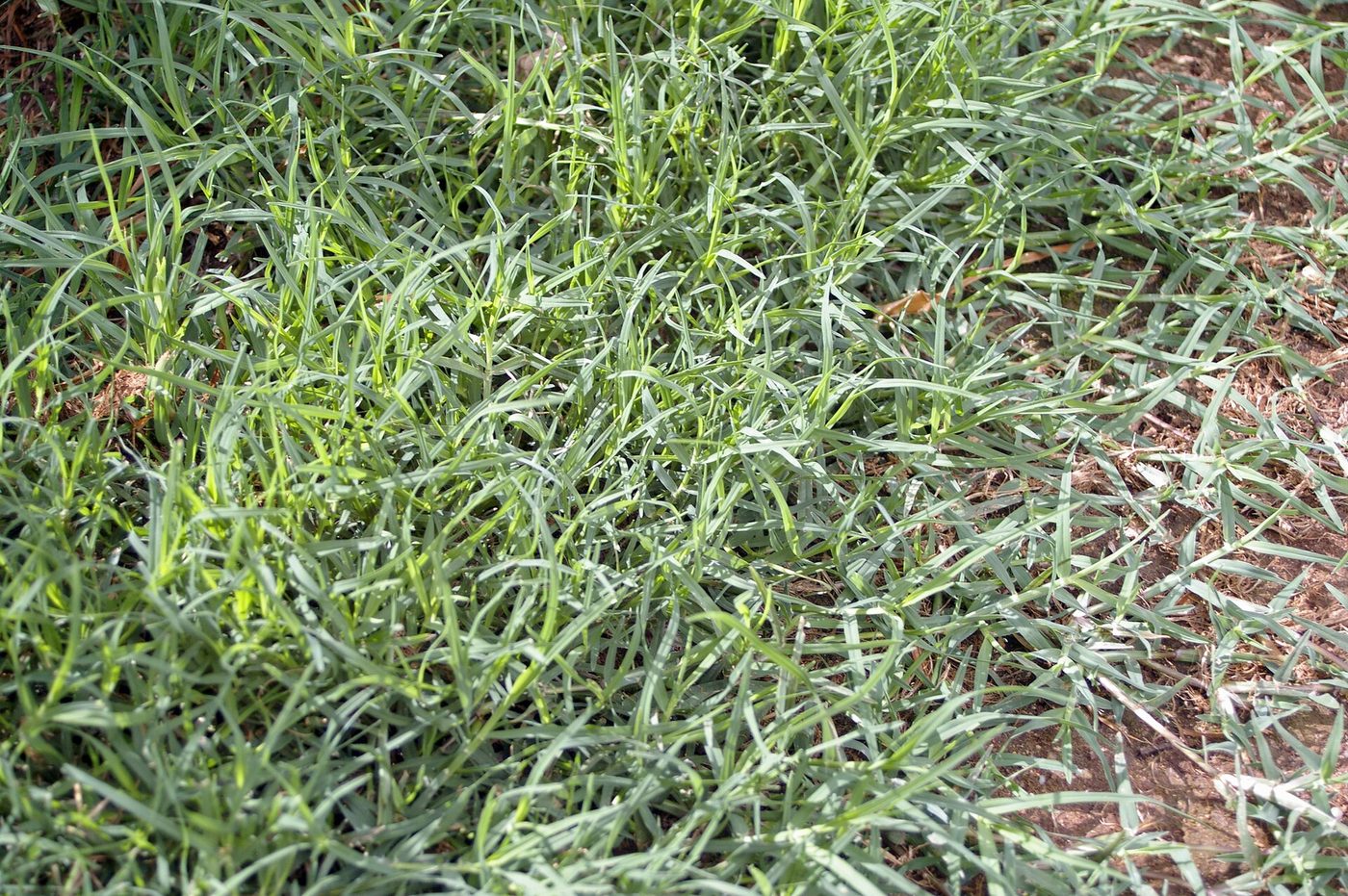 Close-up of bermudagrass, Cynodon dactylon, spreading across bare ground