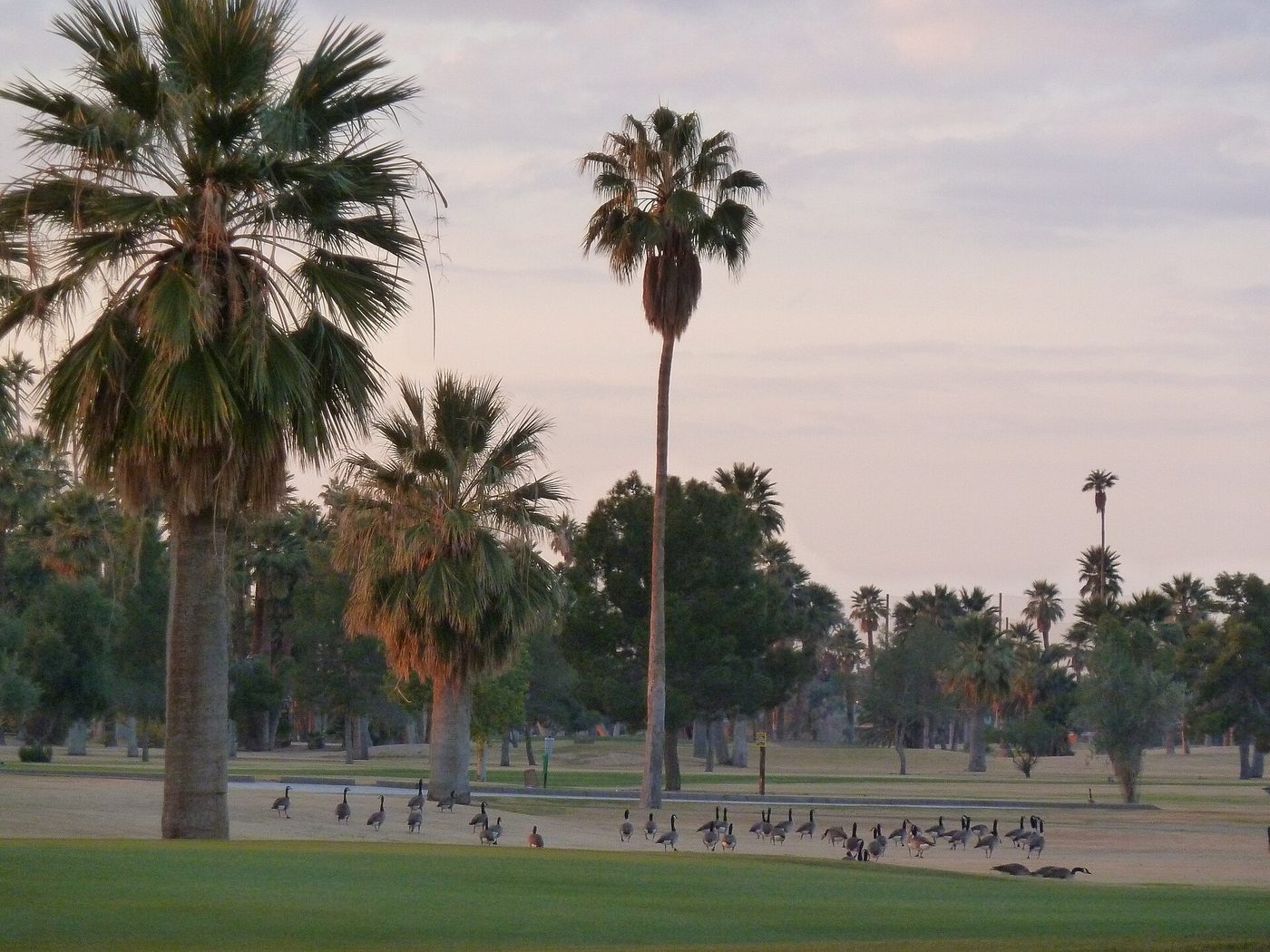 Palm trees and a flock of geese on a fairway at Encanto Golf Course, a City of Phoenix municipal course