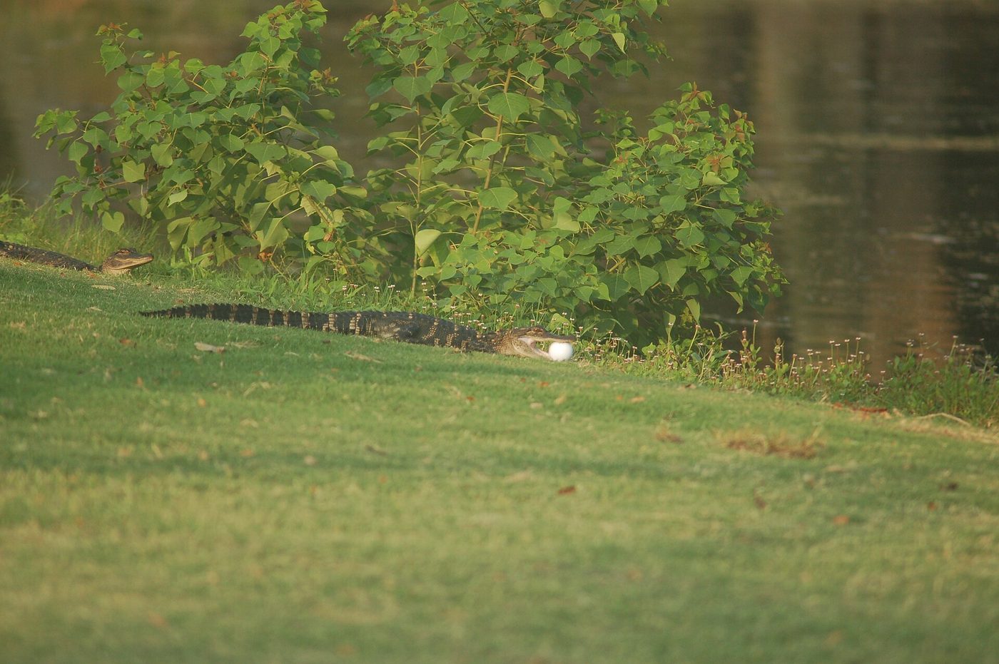 A young alligator lying on the grass beside a lagoon with a golf ball in its mouth at Kiawah Island Golf Resort