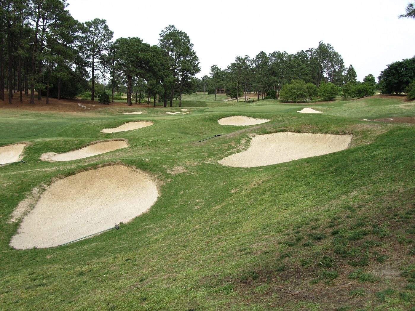 A cluster of sand bunkers on Pinehurst No. 4 among longleaf pines