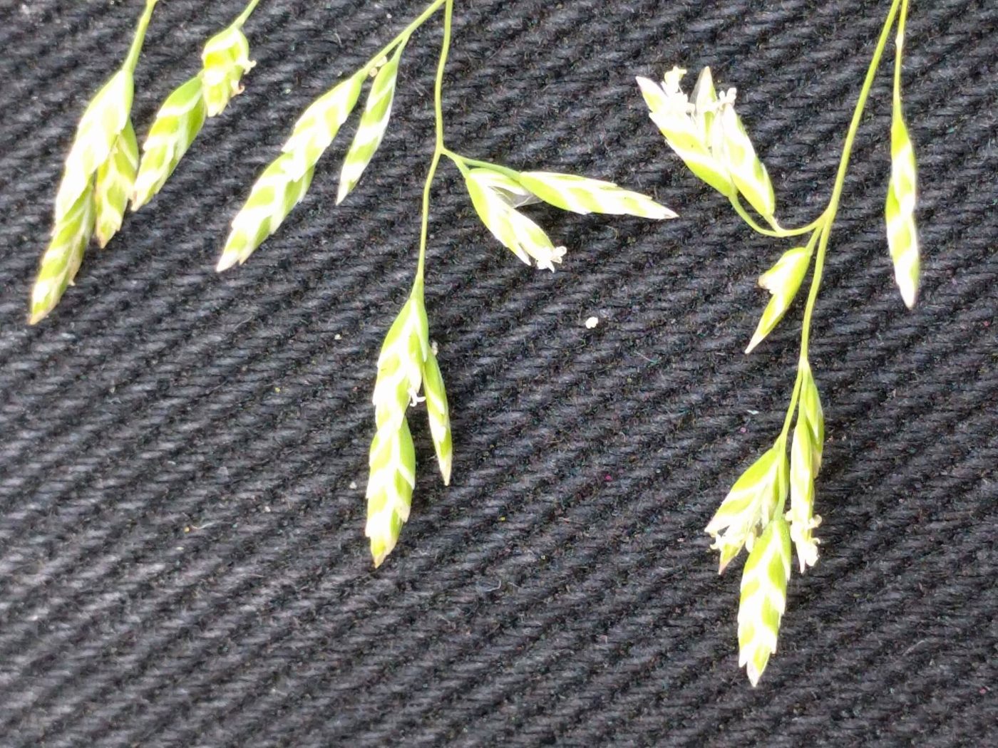 Seedheads of annual bluegrass, Poa annua, the grass on many West Coast and northern greens