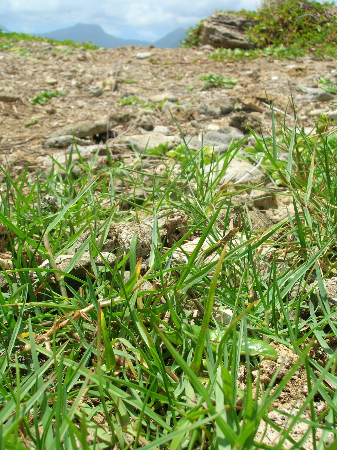 Seashore paspalum grass growing among rocks near the coast in Hawaii
