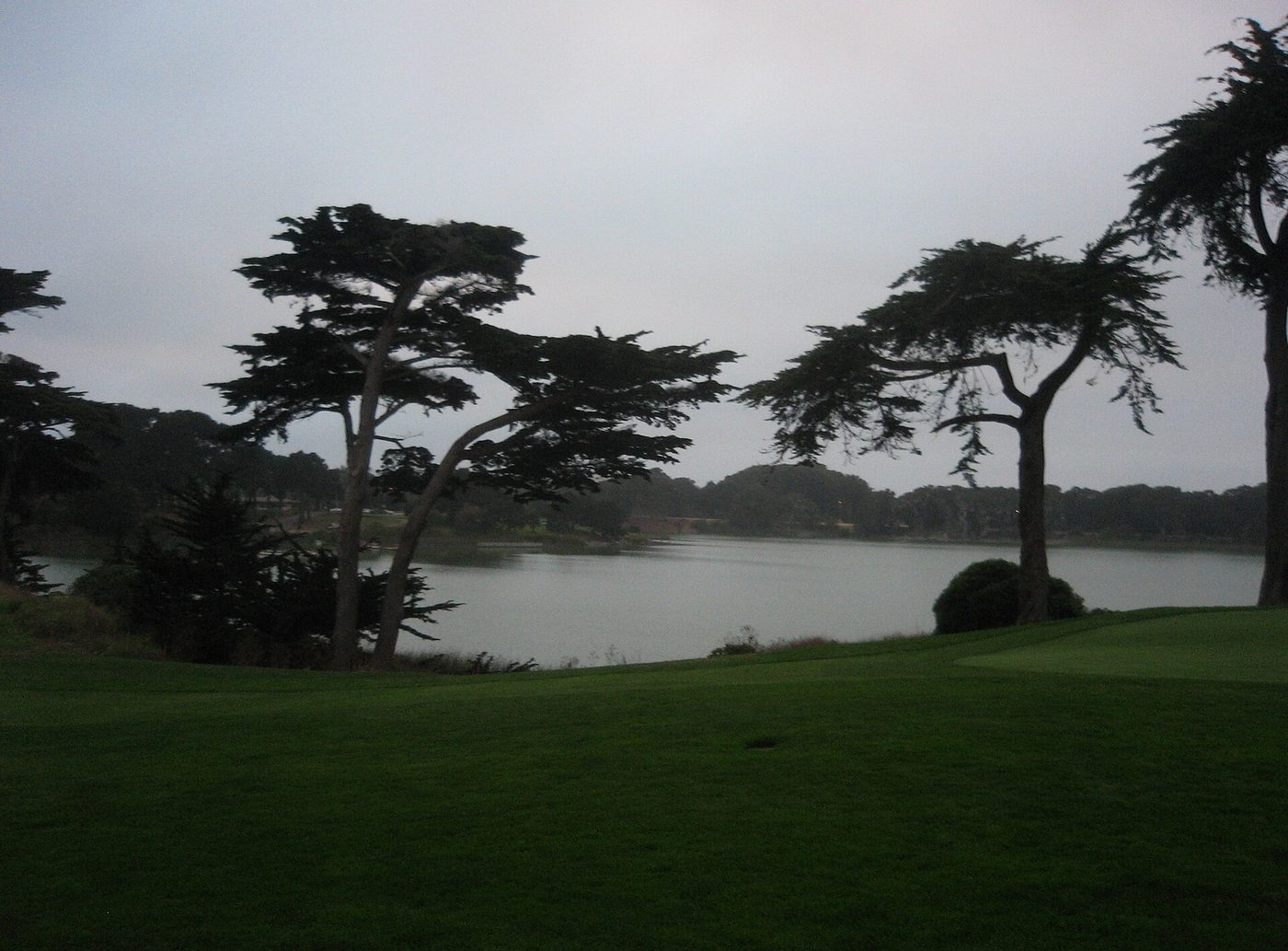 Monterey cypress trees and Lake Merced beside a fairway at TPC Harding Park in San Francisco
