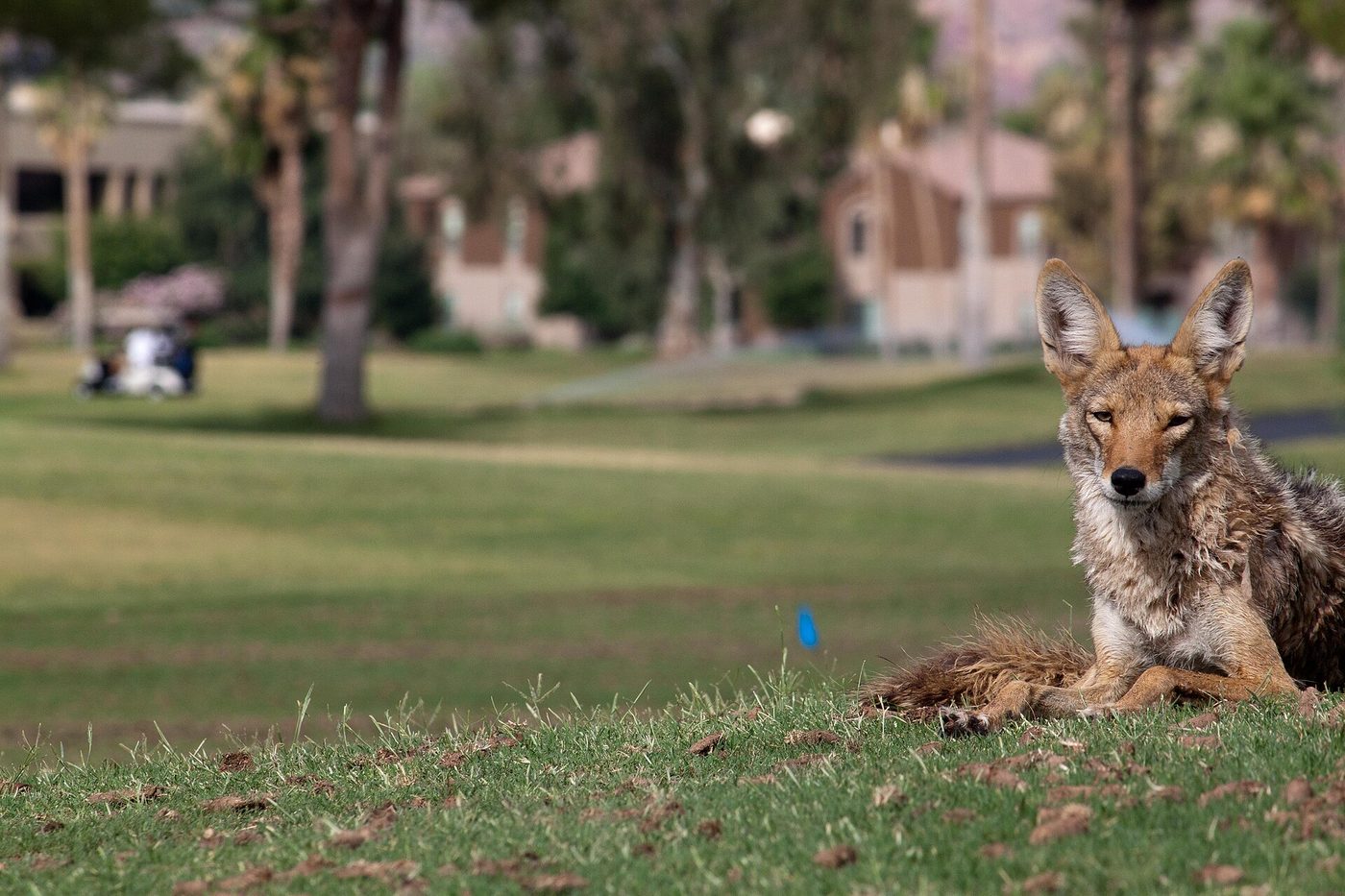 A coyote lying on a patchy fairway at a Scottsdale golf course during maintenance work, with palms and houses behind