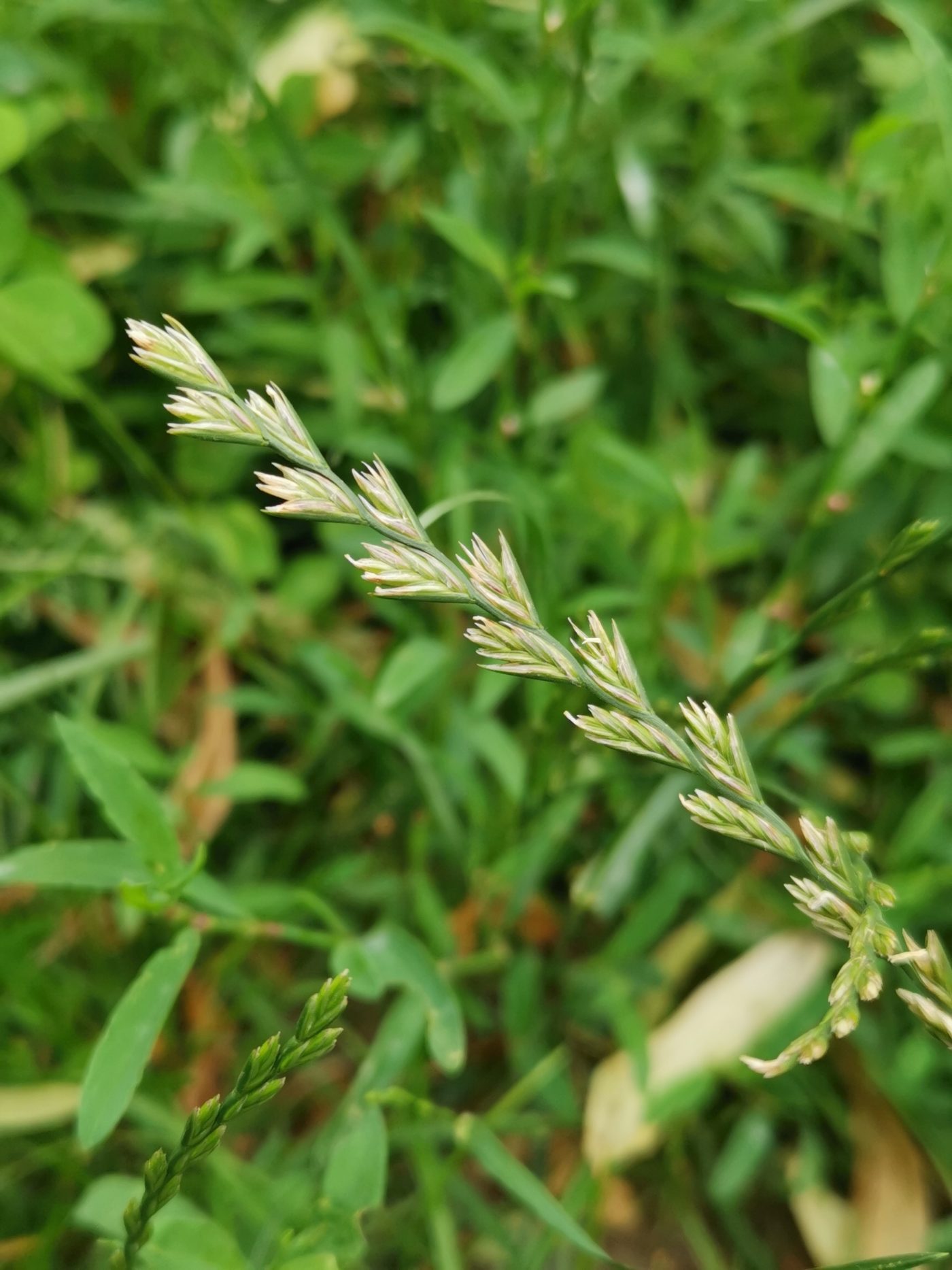 A seedhead of perennial ryegrass, Lolium perenne, the grass most courses sow to overseed dormant bermudagrass
