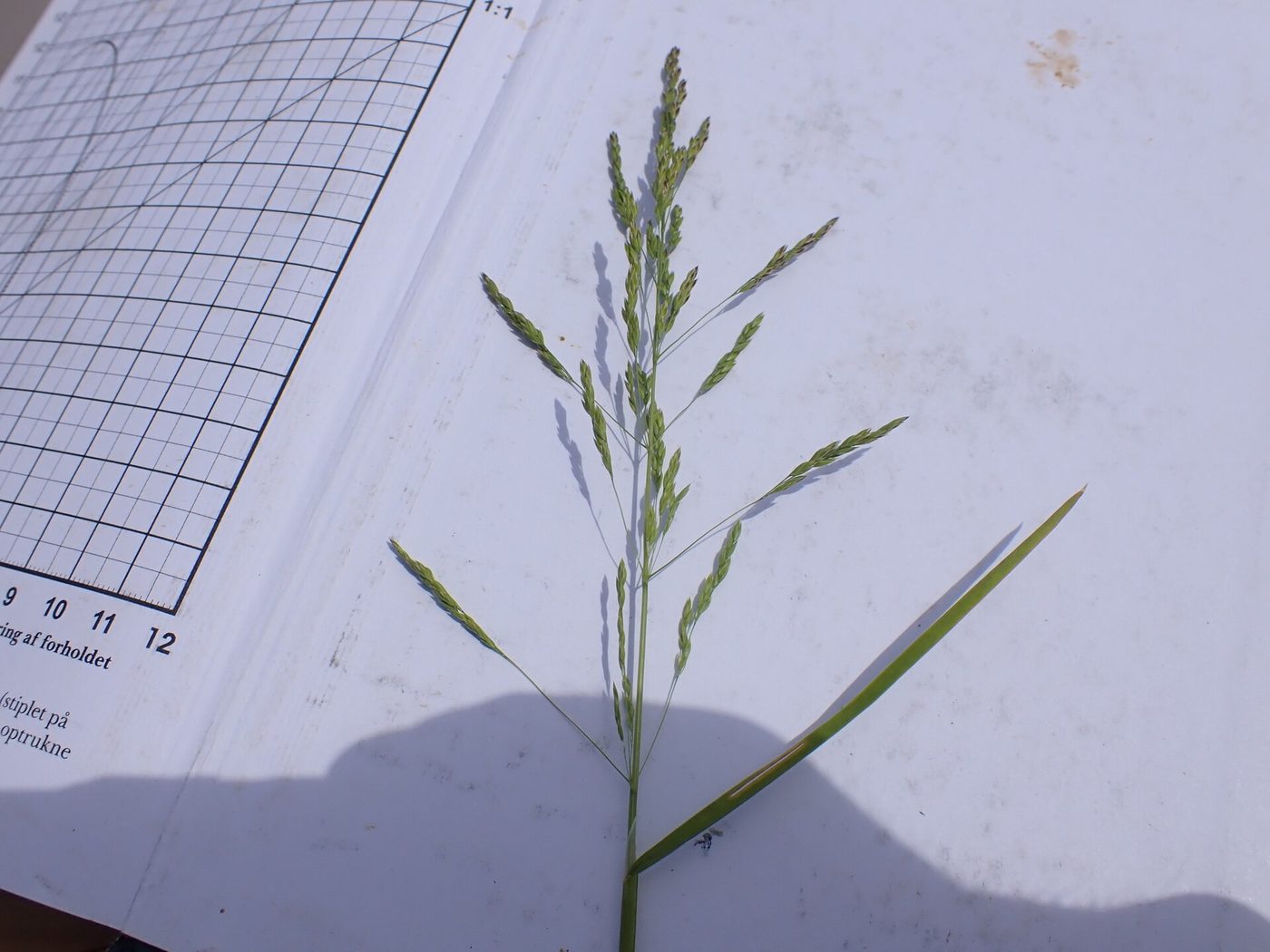A flowering stem of rough bluegrass, Poa trivialis, laid on a measuring card