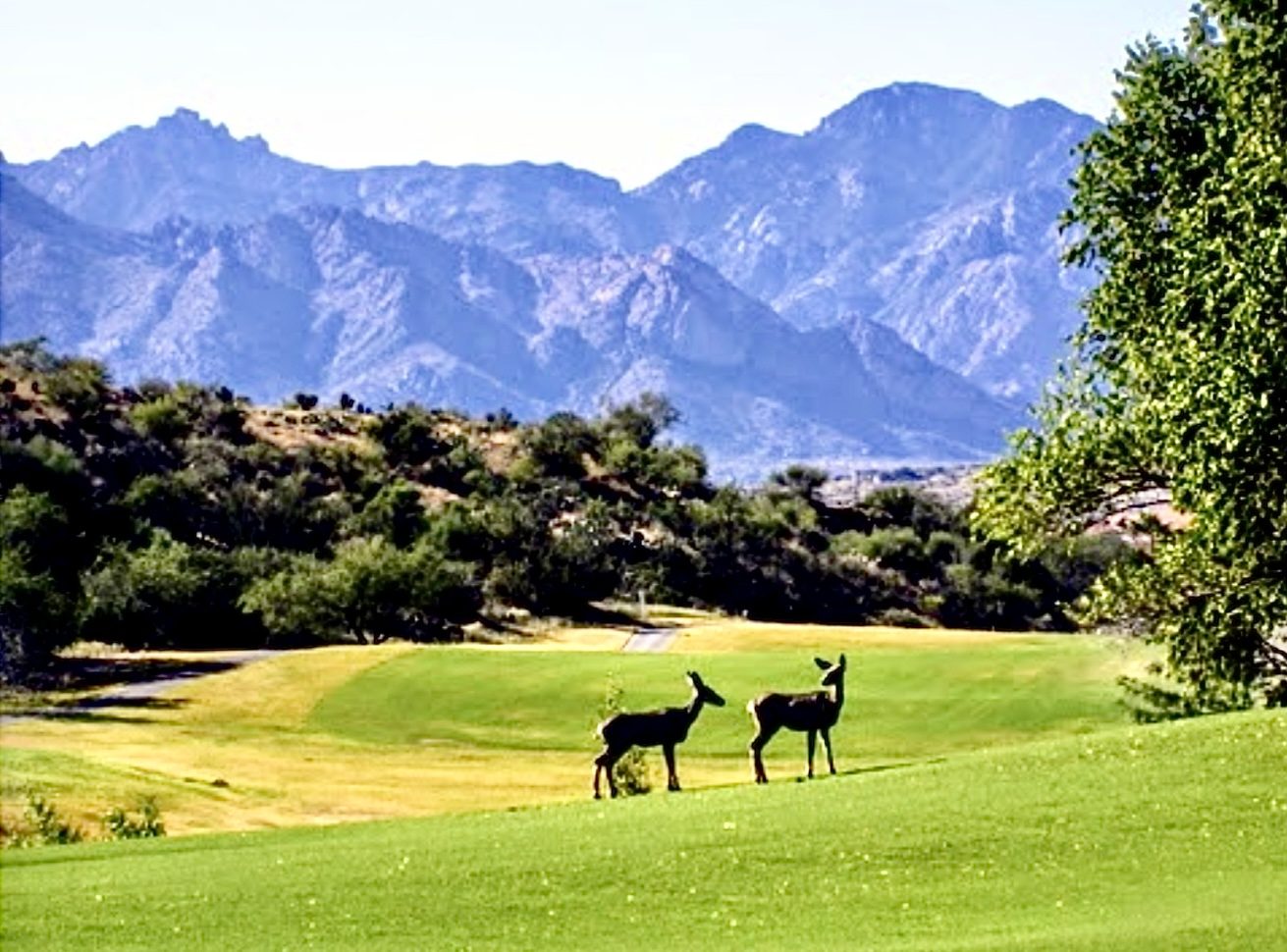 Two deer standing on a fairway at The Preserve course in SaddleBrooke, Arizona, with desert mountains behind